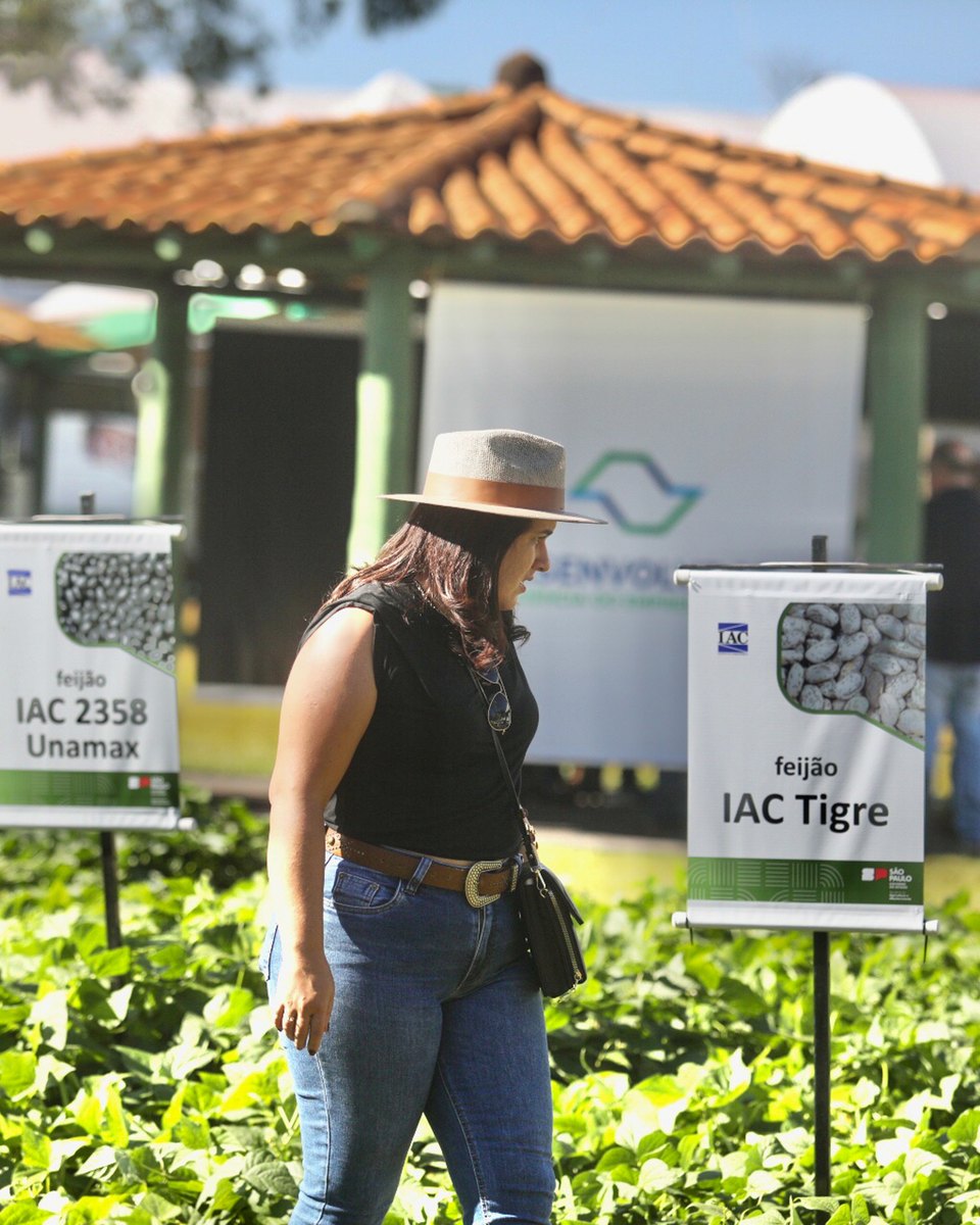 Visitante de chapéu de feltro, camiseta preta e calça jeans caminhando entre canteiros de feijão identificados por placas, na Agrishow, em Ribeirão Preto.