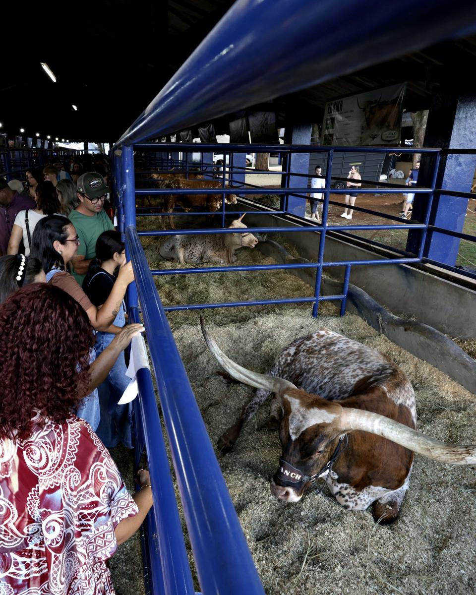 Visitantes caminham pelo corredor de um pavilhão de gado da ExpoLondrina e se debruçam na grade azul para ver um boi Texas Longhorn de chifres enormes deitado no feno.