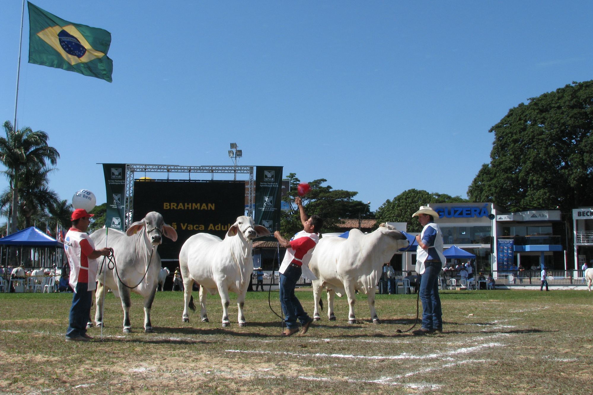 Tratadores de colete branco conduzindo três vacas Brahman brancas na pista de julgamento do Parque Fernando Costa, em Uberaba, com a bandeira do Brasil no mastro e o telão ao fundo.