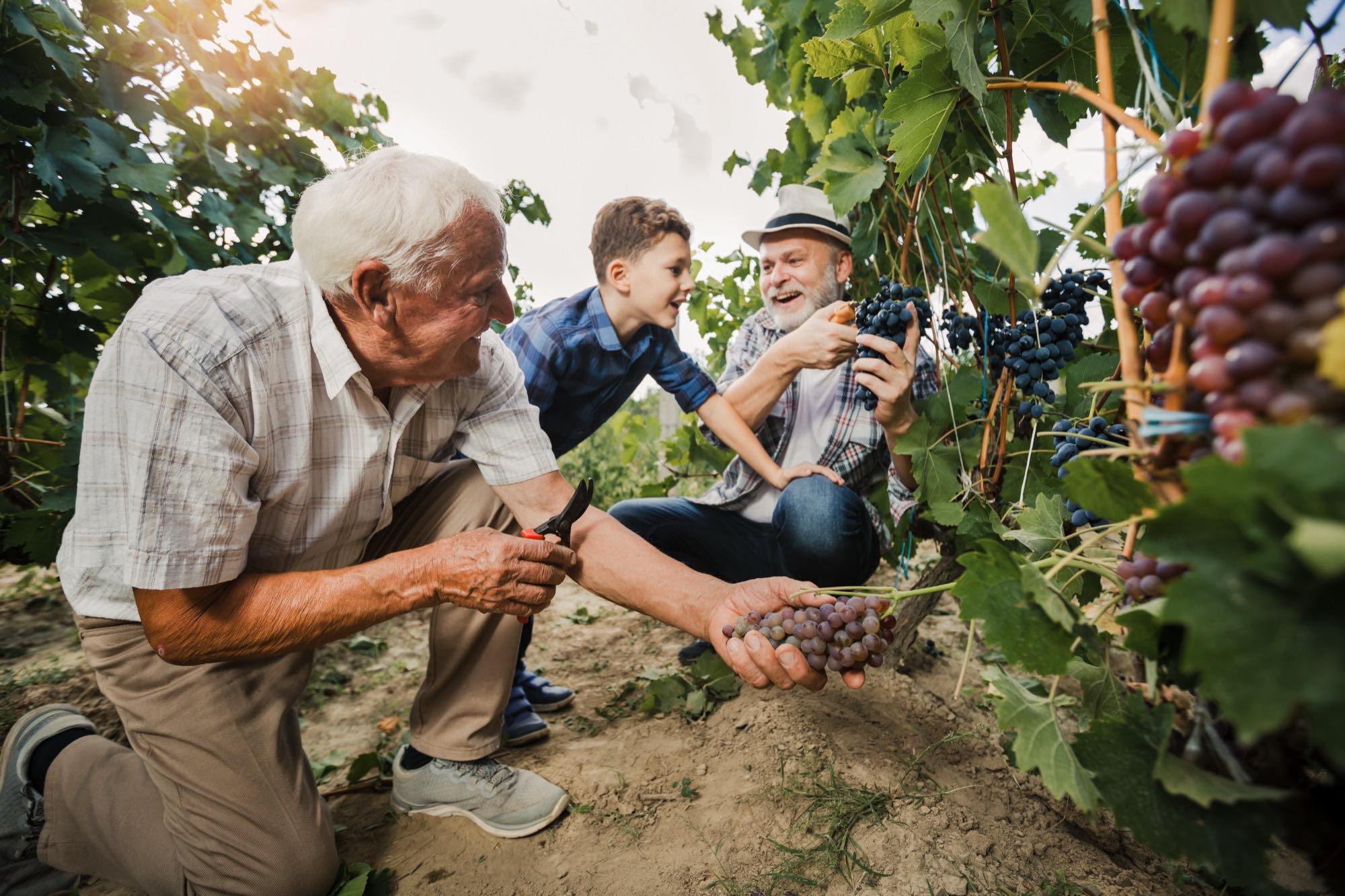 Três gerações de uma família colhendo uvas juntas no parreiral, com o avô segurando um cacho na mão e o neto observando.
