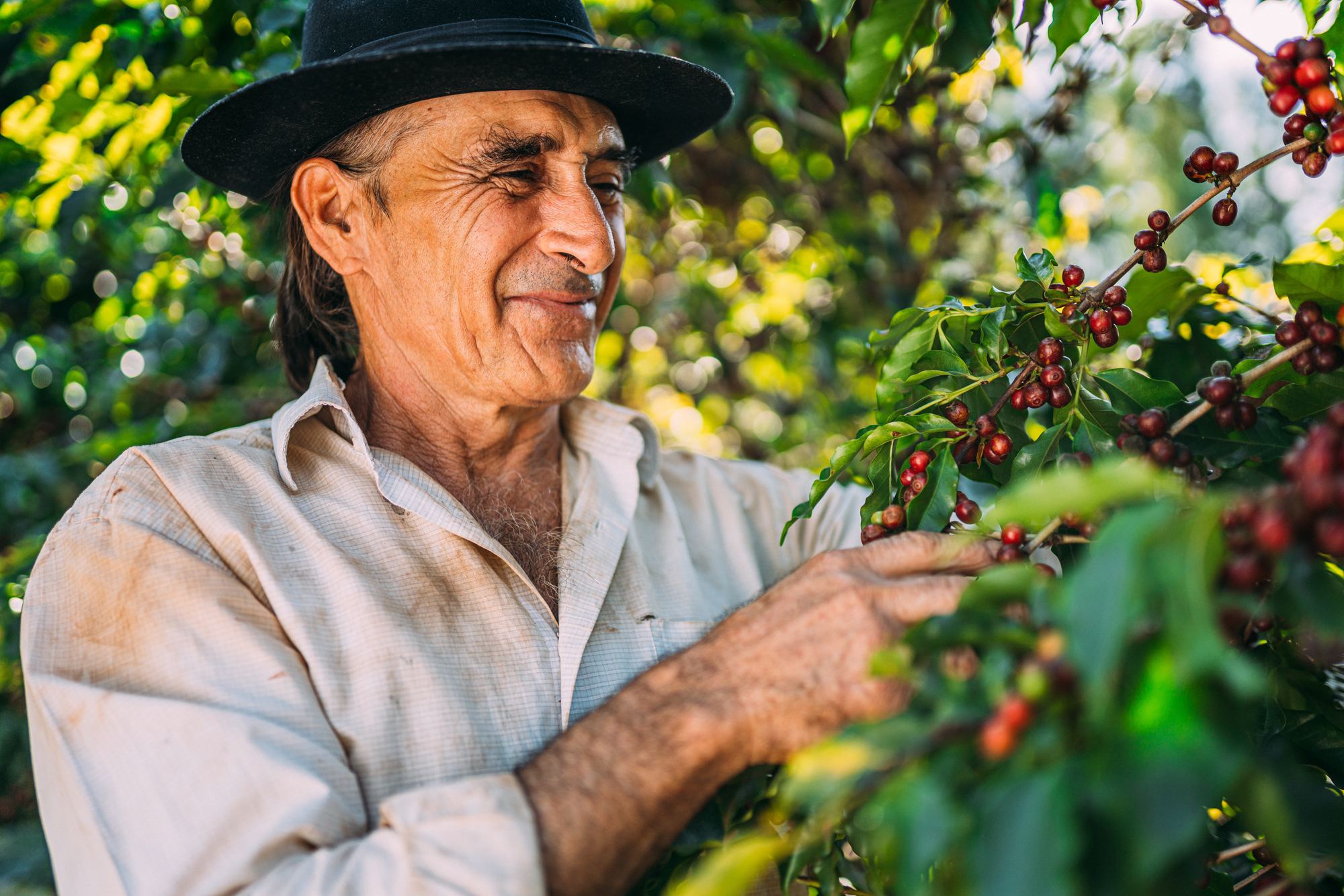Produtor de café de chapéu preto e camisa clara colhendo frutos vermelhos maduros no pé, numa lavoura ensolarada no Brasil.