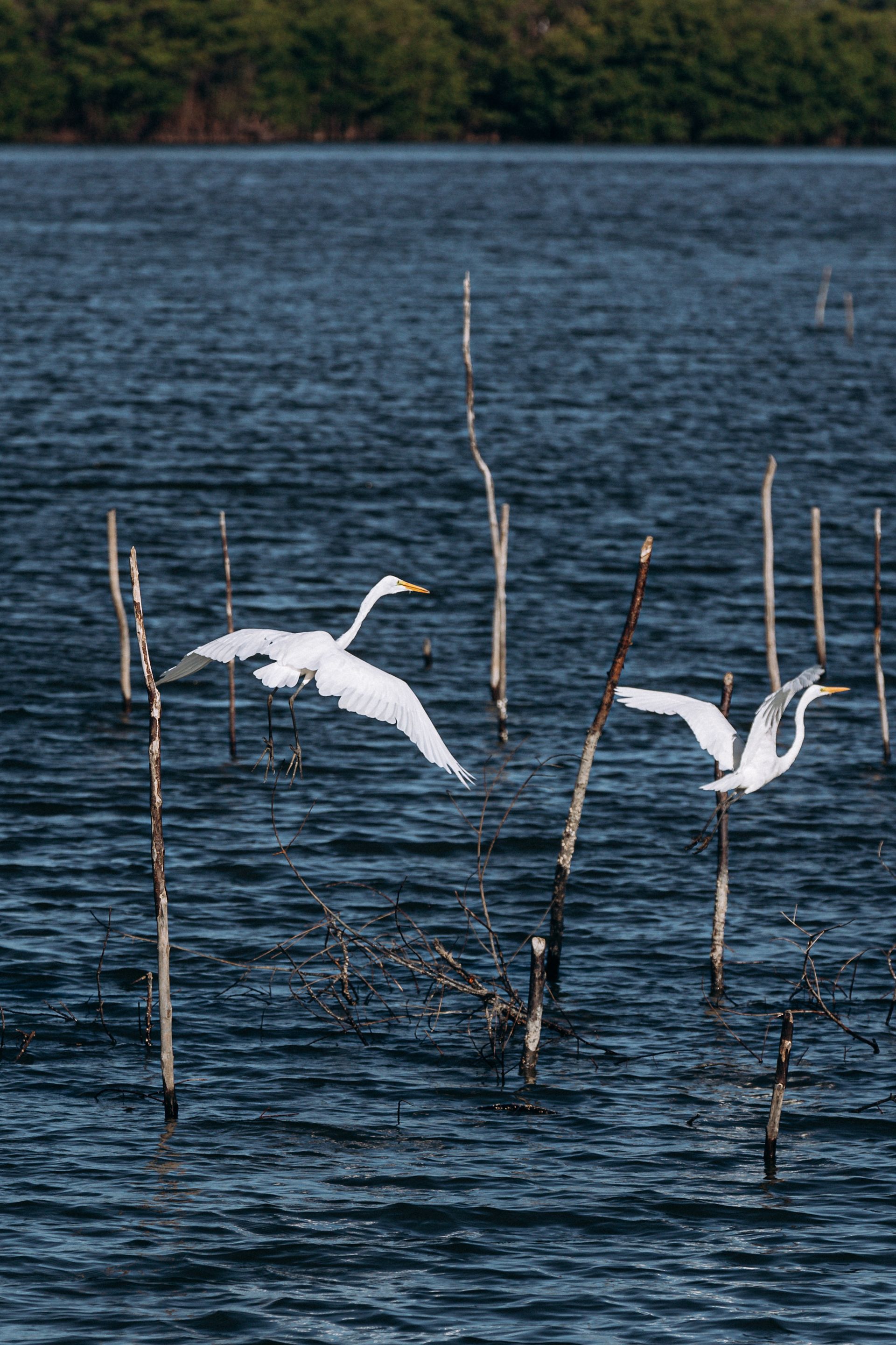 Duas garças brancas voando sobre a lagoa em Marechal Deodoro, parte do mesmo complexo estuarino da Lagoa Mundaú