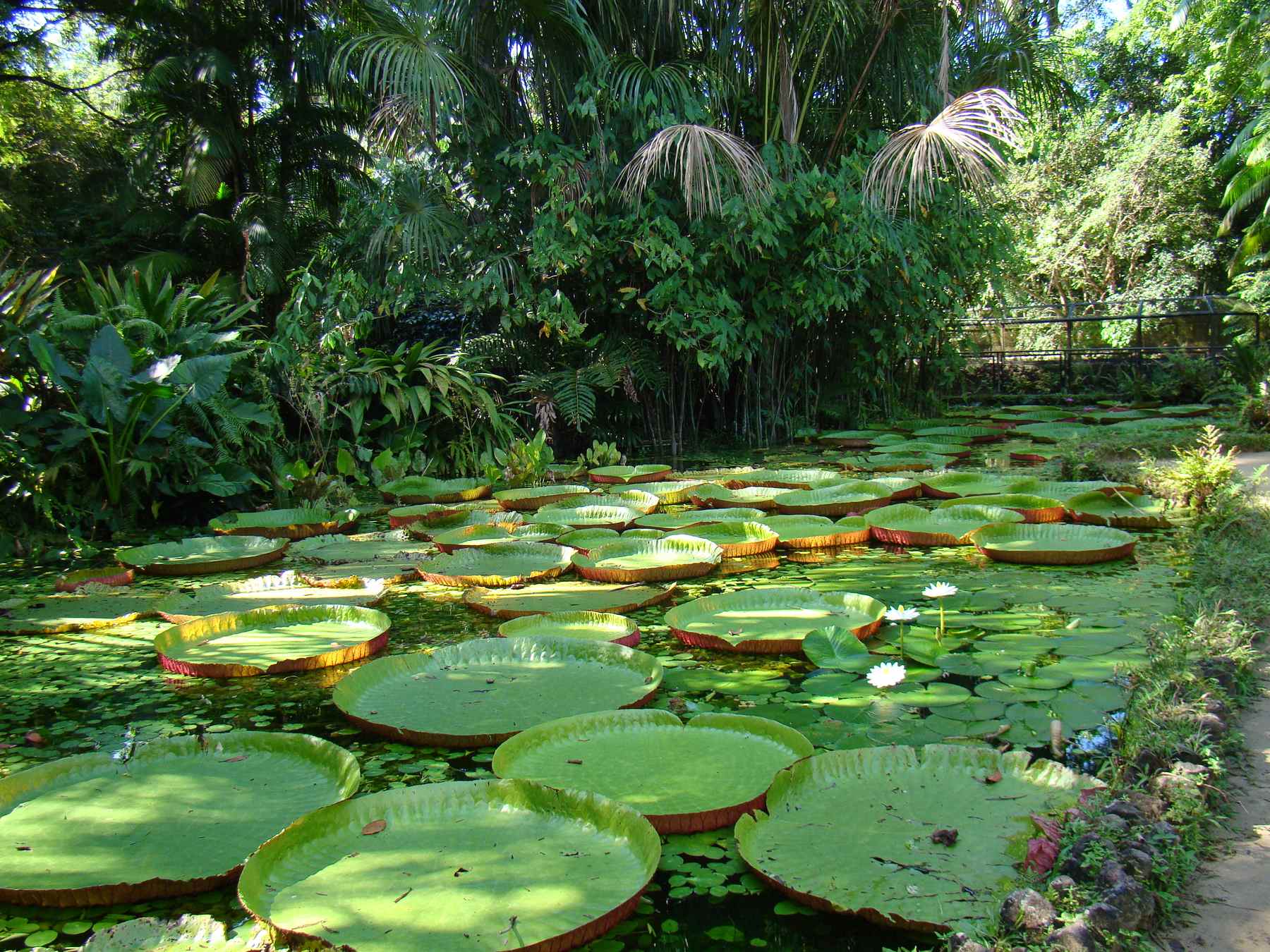 Lago coberto de vitórias-régias no Museu Paraense Emílio Goeldi, cercado de palmeiras e vegetação densa iluminada pelo sol