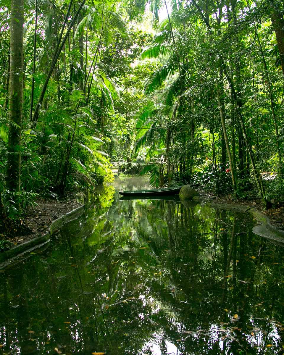 Lago cercado de árvores altas e vegetação densa no Bosque Rodrigues Alves, em Belém, com passarela de madeira ao fundo.