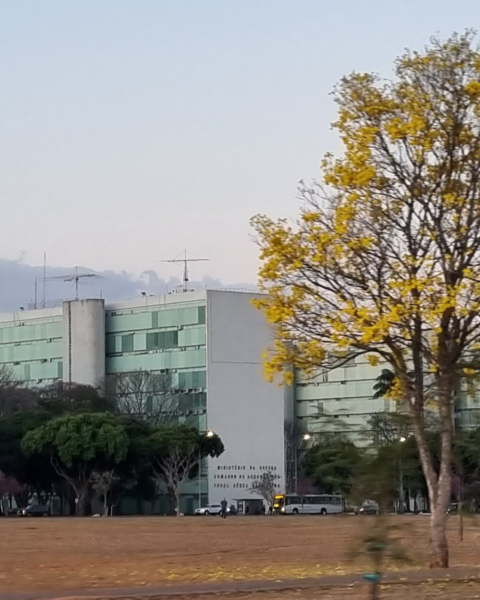 Ipê amarelo florido no gramado da Esplanada dos Ministérios, em Brasília, com a grama seca da estiagem em primeiro plano e os prédios de vidro dos ministérios ao fundo.