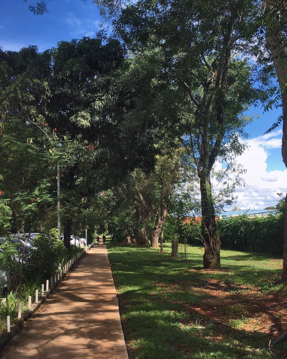 Calçada arborizada dentro de uma superquadra do Plano Piloto de Brasília, com árvores altas fazendo sombra, gramado dos dois lados e carros estacionados ao longo do meio-fio.