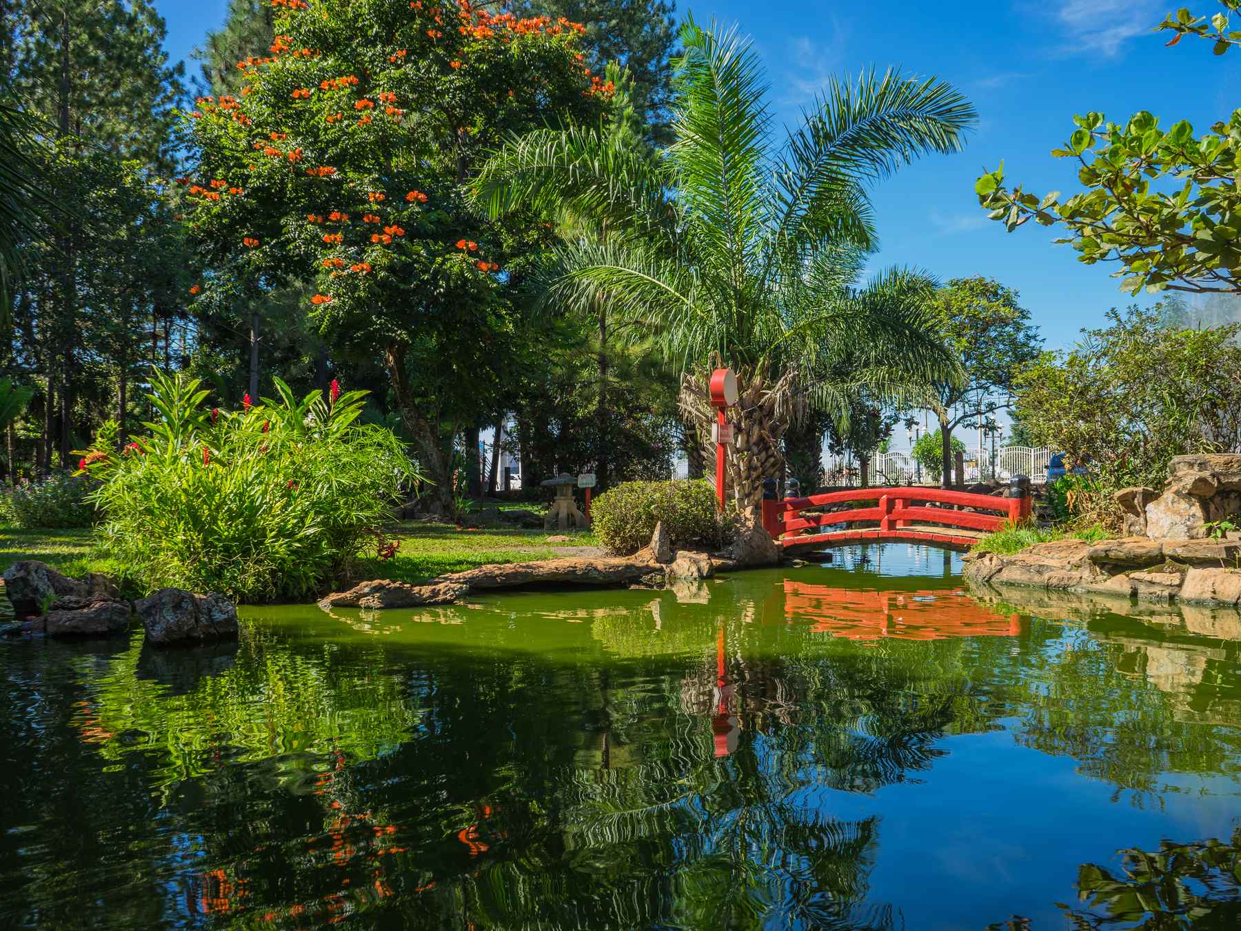 Lago do Jardim Japonês, em Caldas Novas, com uma ponte vermelha em arco ao fundo, palmeiras, árvores floridas e a vegetação refletida na água parada, num dia de céu azul.
