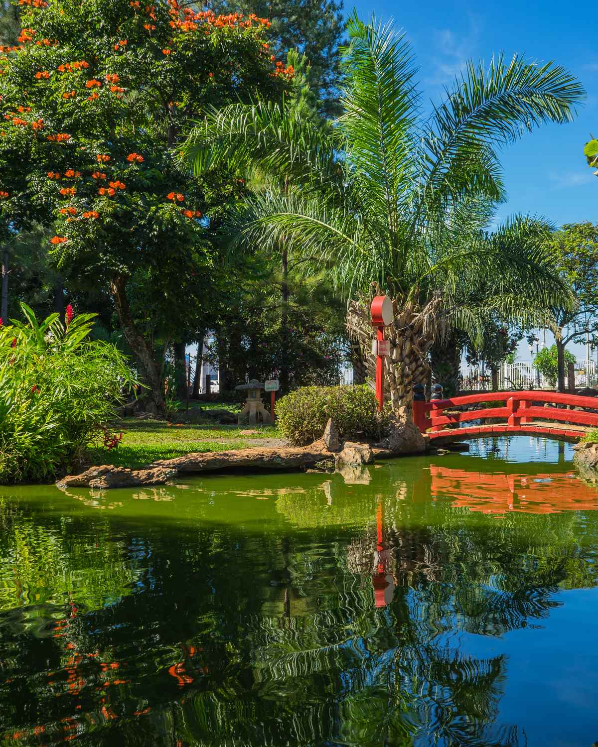 Lago do Jardim Japonês, em Caldas Novas, com uma ponte vermelha em arco ao fundo, palmeiras, árvores floridas e a vegetação refletida na água parada, num dia de céu azul.