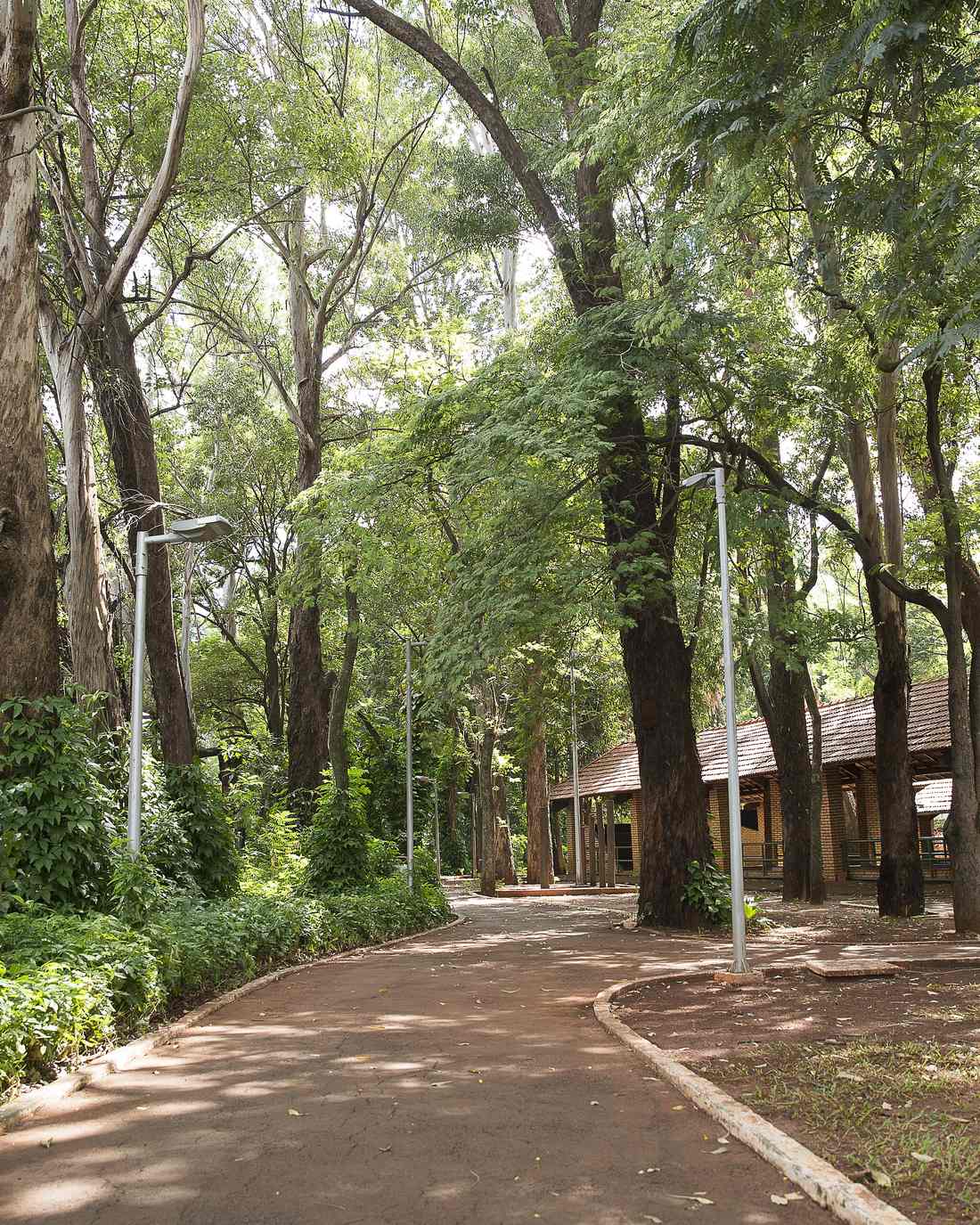 Alameda de terra batida no Horto Florestal de Campo Grande, com árvores altas dos dois lados e um quiosque de telhado de barro à direita.