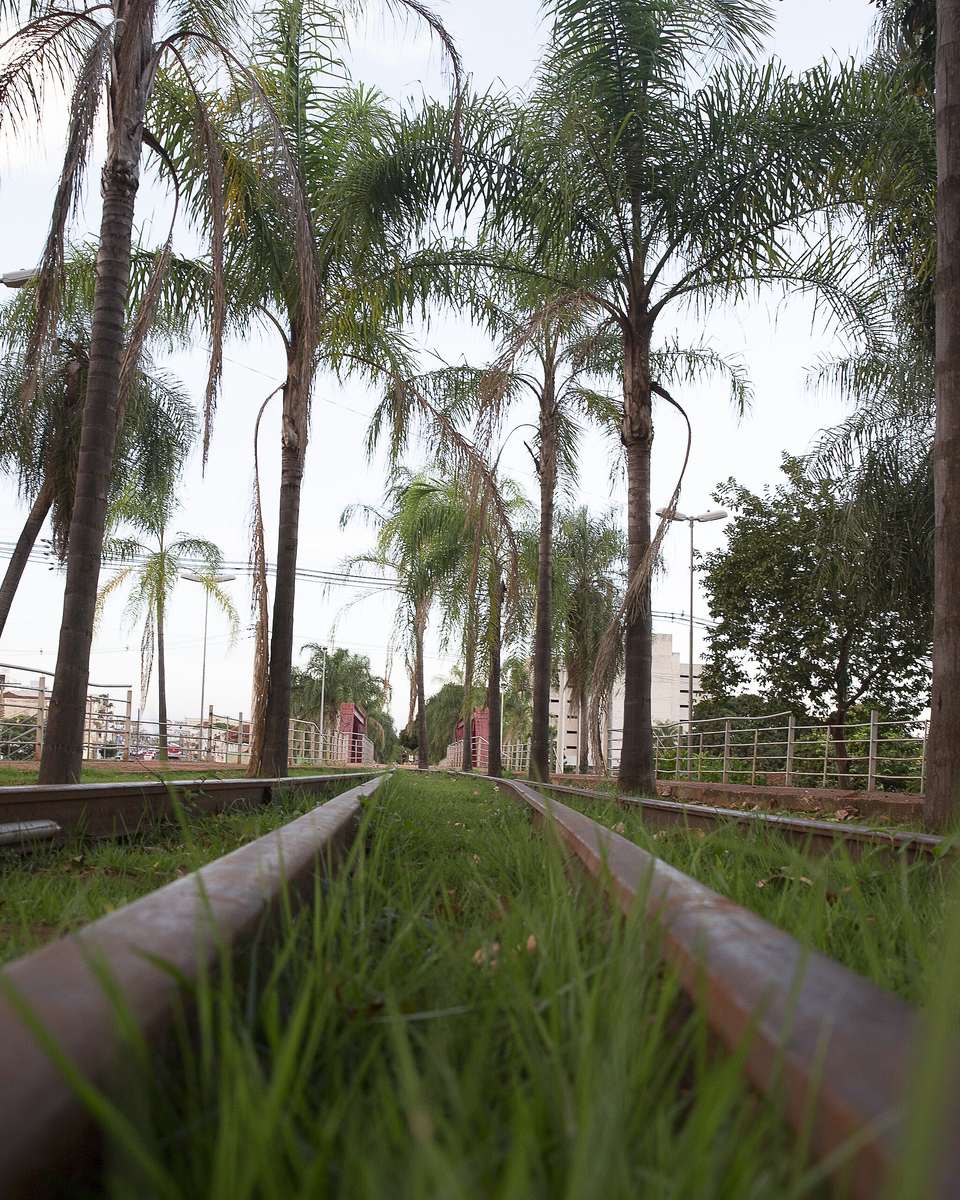 Trilhos antigos da Orla Ferroviária de Campo Grande vistos rente ao chão, com palmeiras altas dos dois lados, grama entre os dormentes e prédios ao fundo.