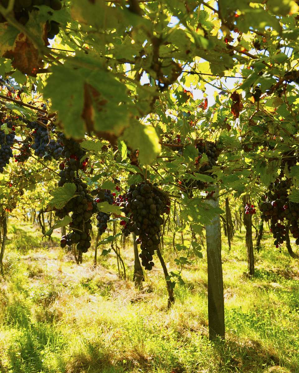 Cachos de uva escura pendurados sob a folhagem verde de um parreiral, iluminado pelo sol, numa cantina dos Caminhos da Colônia, em Caxias do Sul.