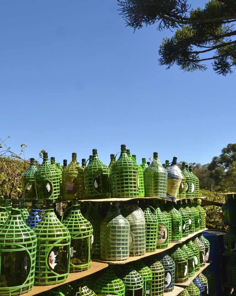 Garrafões de vinho empalhados em plástico verde, empilhados em prateleiras ao ar livre numa cantina dos Caminhos da Colônia, em Caxias do Sul, com araucárias e céu azul ao fundo.