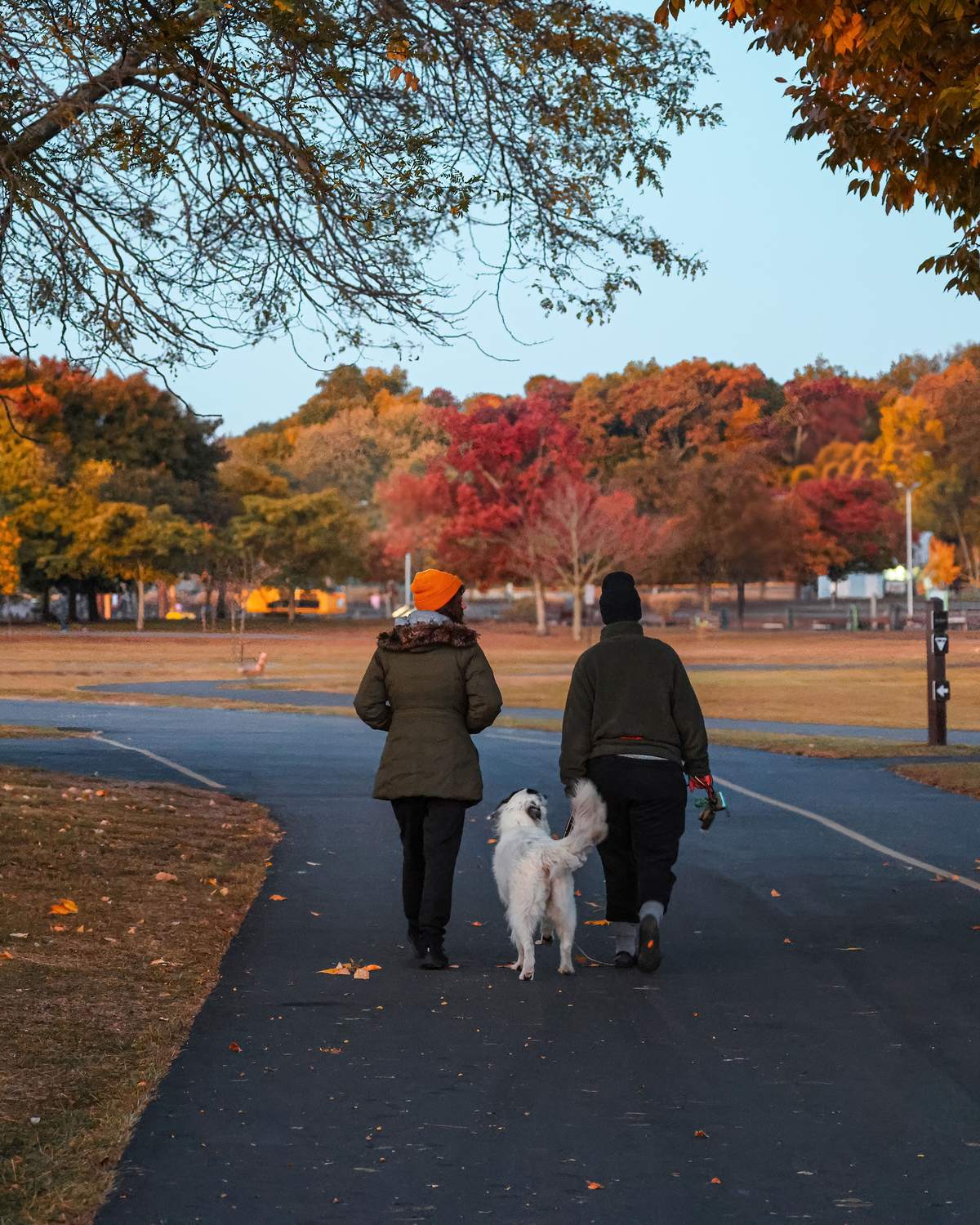 Casal de costas caminhando com um cachorro branco por um caminho num parque de Stamford, entre árvores de outono vermelhas, laranja e amarelas.