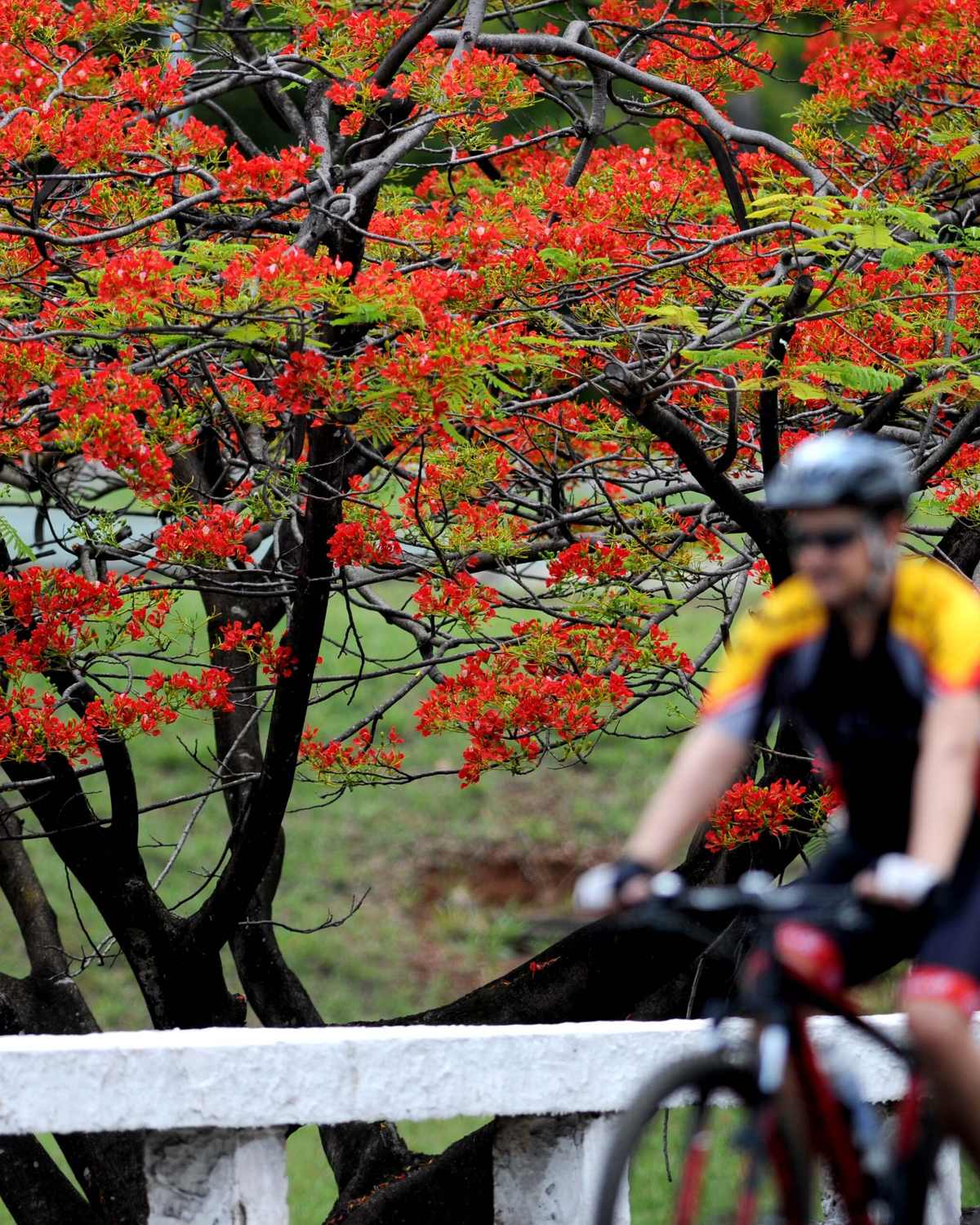 Ciclista de capacete e camisa amarela pedalando no Eixo Rodoviário fechado para carros, debaixo de um flamboyant de flores vermelhas.