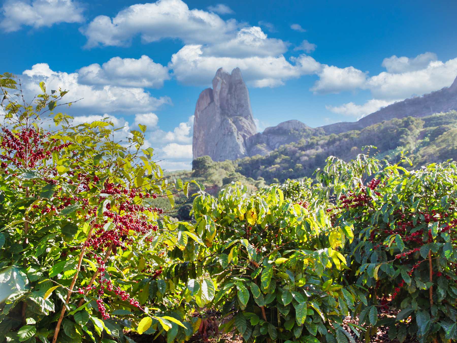 Pedra dos Três Pontões erguida entre os morros de Afonso Cláudio, com um cafezal de frutos vermelhos maduros em primeiro plano e nuvens brancas no céu azul.