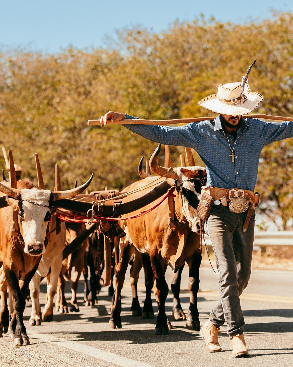 Carreiro de chapéu claro e camisa azul andando de braços abertos, com a vara de guiar nos ombros, à frente de uma fila de bois que puxa um carro de boi coberto, numa estrada a caminho de Trindade.