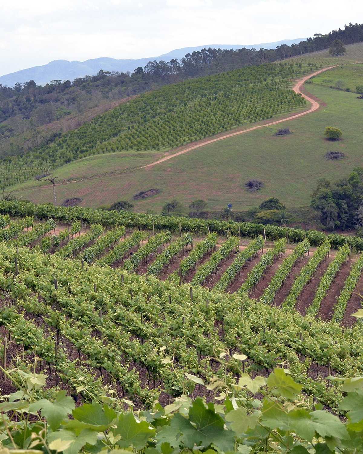 Vinhedo em fileiras numa encosta de Jundiaí, com a serra ao fundo.