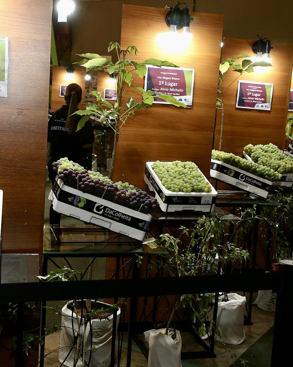 Caixas de uva Niagara rosada e uva verde premiadas no concurso da Festa da Uva de Jundiaí, com placas de primeiro lugar na parede de madeira.