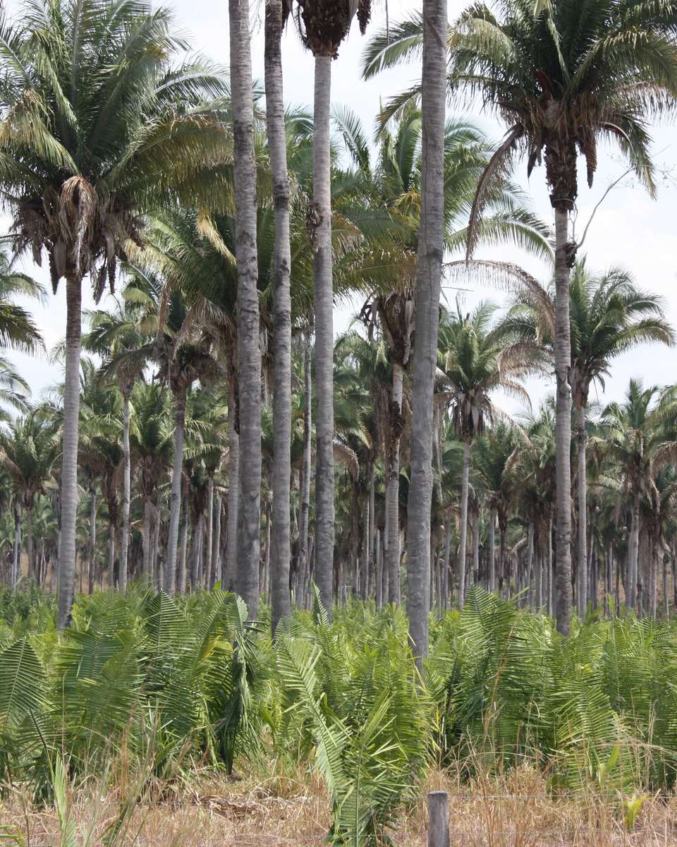 Palmeiral de babaçu no interior do Maranhão, com palmeiras adultas de tronco alto e mudas jovens de babaçu cobrindo o chão