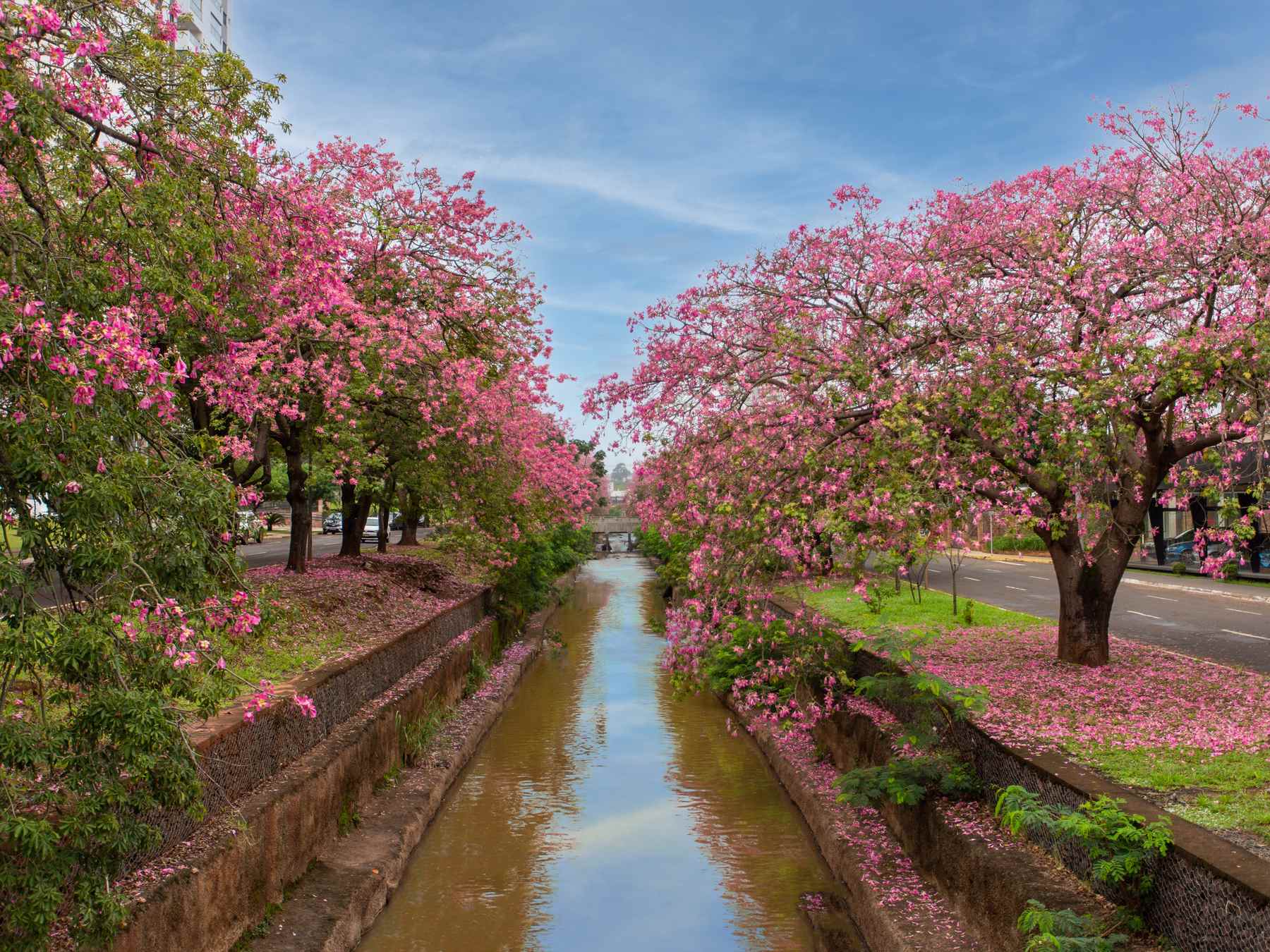 Avenida de Campo Grande com paineiras cor-de-rosa floridas dos dois lados do canal e pétalas cobrindo o chão