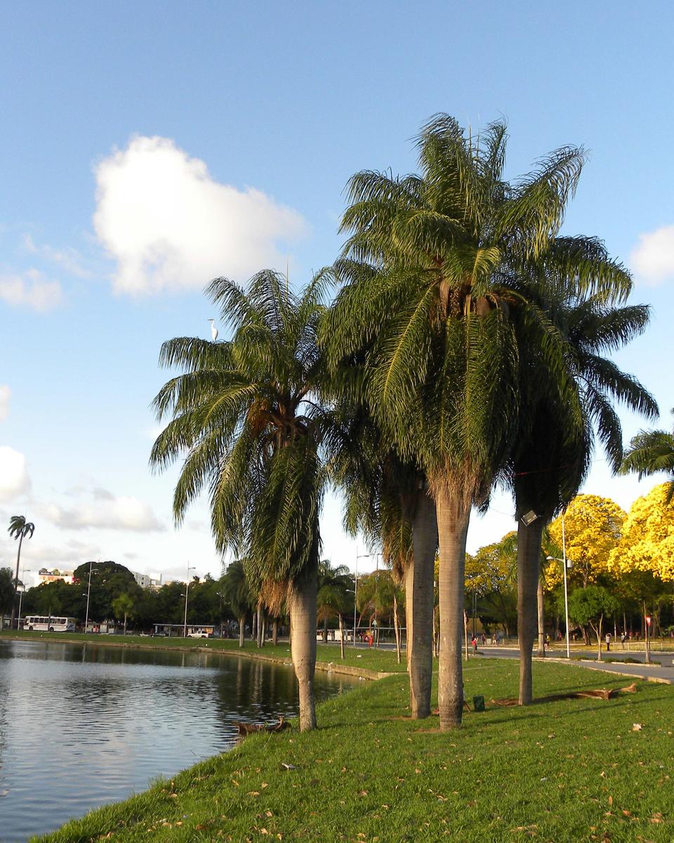 Palmeiras imperiais na margem da lagoa do Parque Solon de Lucena, em João Pessoa, com gramado e ipê amarelo florido ao fundo
