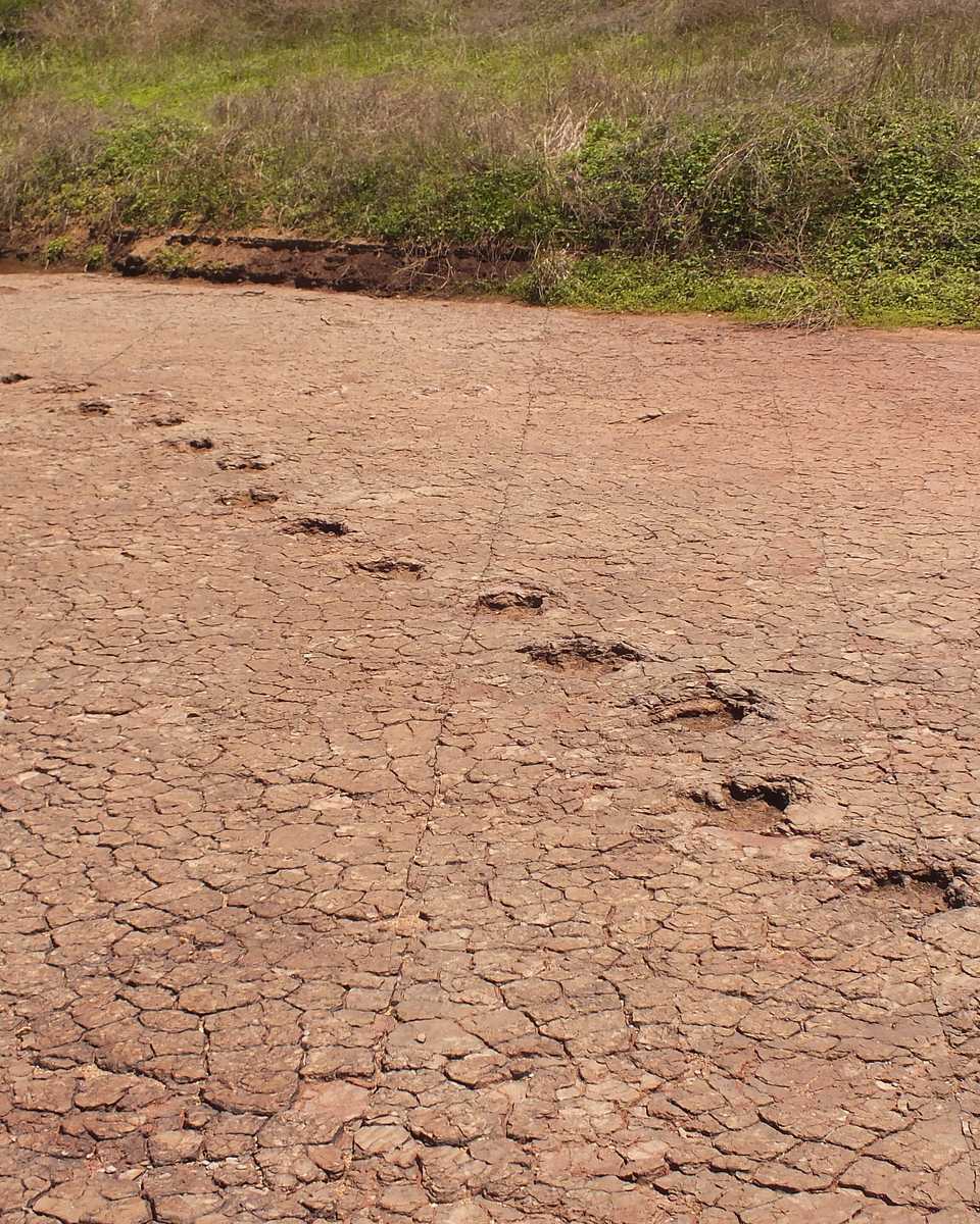 Trilha de pegadas fossilizadas de dinossauro marcada na laje de rocha avermelhada do Vale dos Dinossauros, em Sousa, com a vegetação verde do barranco ao fundo