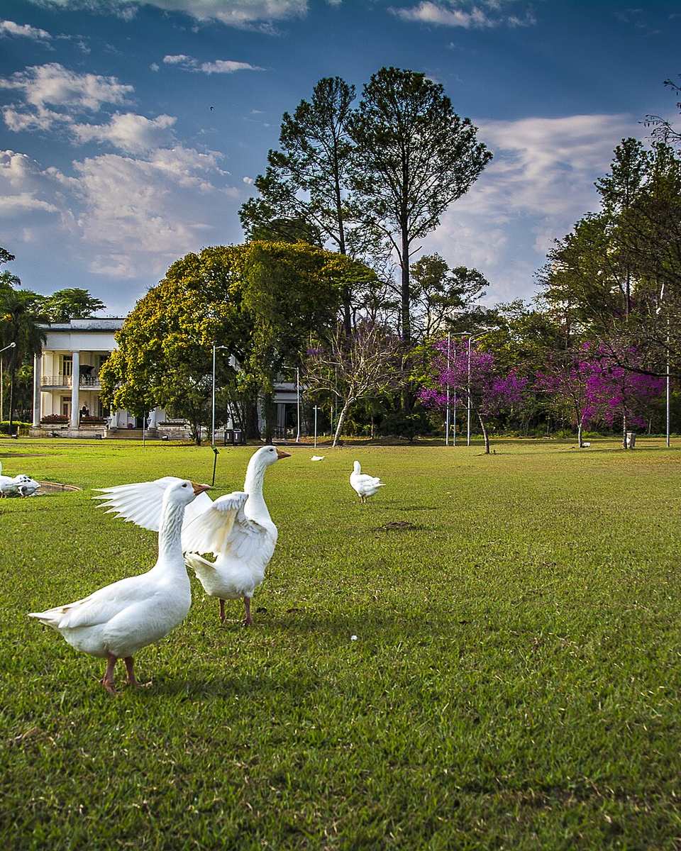 Gramado do campus da Esalq/USP, em Piracicaba, com gansos brancos em primeiro plano, árvores e um prédio histórico ao fundo.