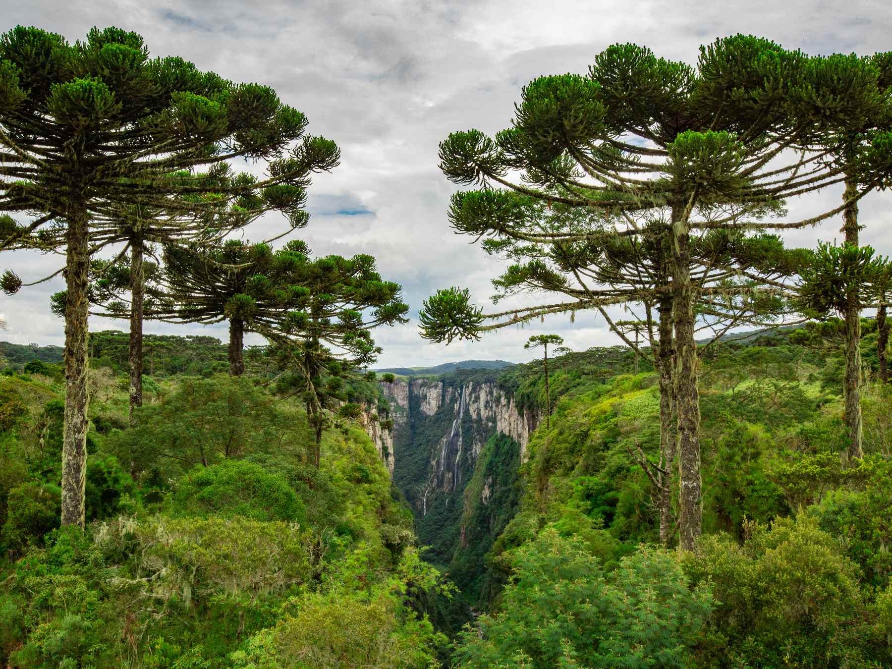 Cânion do Itaimbezinho visto da borda, entre araucárias e mata de campo, com as paredes de pedra abrindo o vale ao fundo, no Parque Nacional de Aparados da Serra.