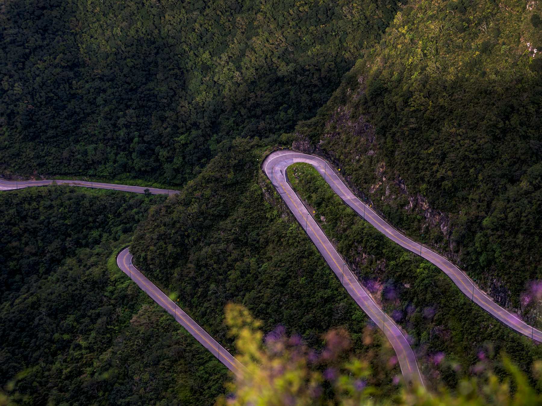 Curvas da estrada da Serra do Rio do Rastro descendo a encosta coberta de mata, vistas do mirante no fim da tarde, com flores lilases em primeiro plano.