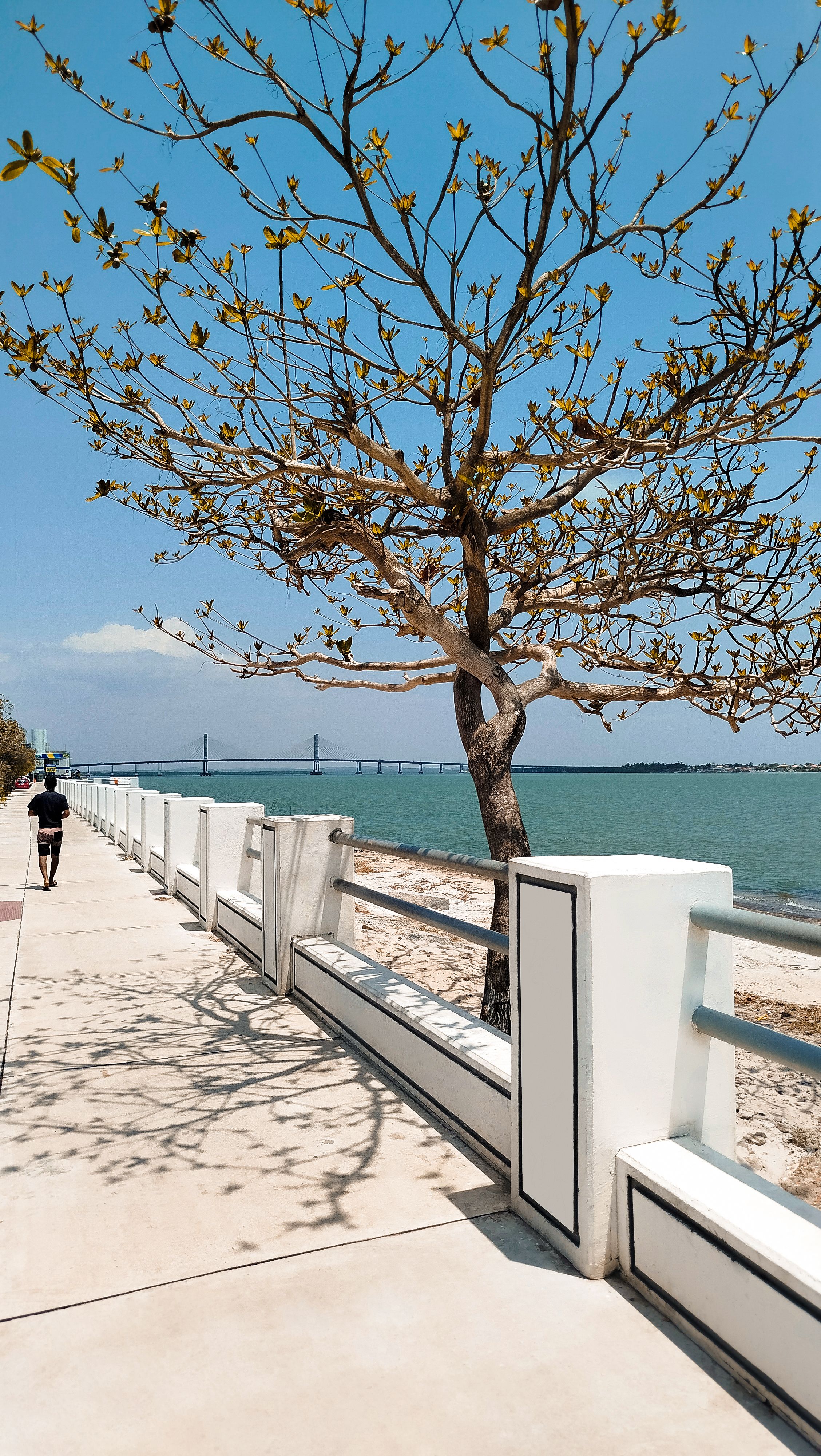 Orla de Aracaju com uma árvore em primeiro plano e a ponte sobre o rio Sergipe ao fundo, em dia de céu azul