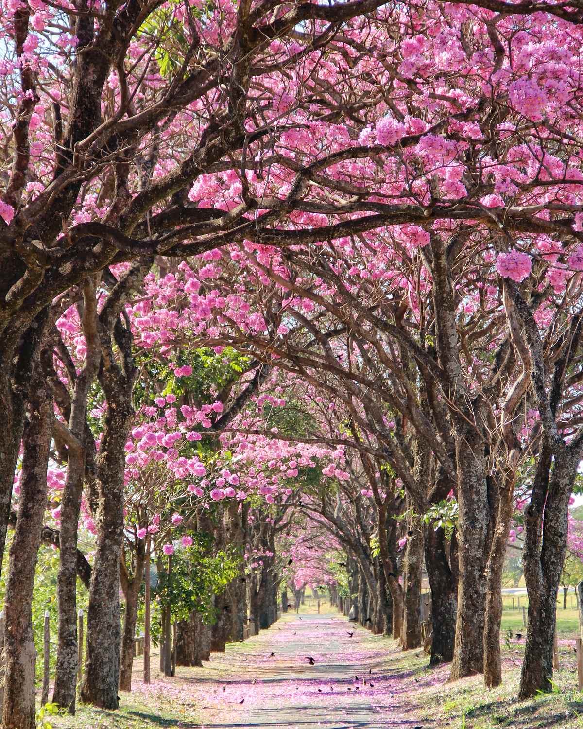 Alameda de ipês-rosa floridos formando um túnel sobre um caminho coberto de flores caídas, no Parque Fernando Costa, sede da ABCZ, em Uberaba.