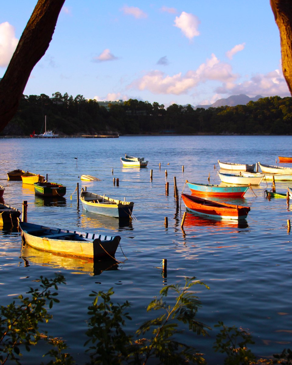 Barcos coloridos ancorados na água calma junto à Ilha do Frade no fim da tarde, emoldurados pelos troncos de uma árvore na margem.
